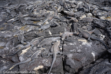 Galapagos-Tiere55.jpg
